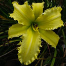 Yellow Spiketail Daylily